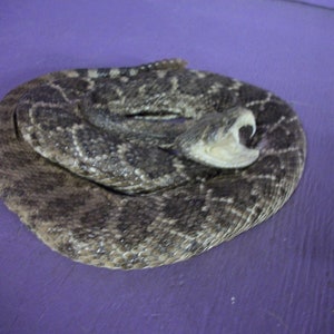 May include: A coiled rattlesnake with a diamond pattern on its back, its mouth open, revealing fangs. The snake is primarily gray and brown, set against a purple background.