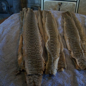 May include: Several tanned snake skins with a diamond pattern are laid out on a blue towel. The skins are various lengths and widths, with a mix of tan, brown, and grey tones. The skins appear to be ready for crafting.