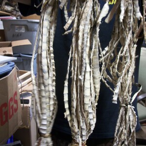 May include: Three bundles of dried, light-colored, segmented material, possibly plant-based, hang vertically. The material has a textured, layered appearance with varying shades of tan and brown. The bundles are tied together at the bottom with a rubber band. The background shows a cluttered storage area.