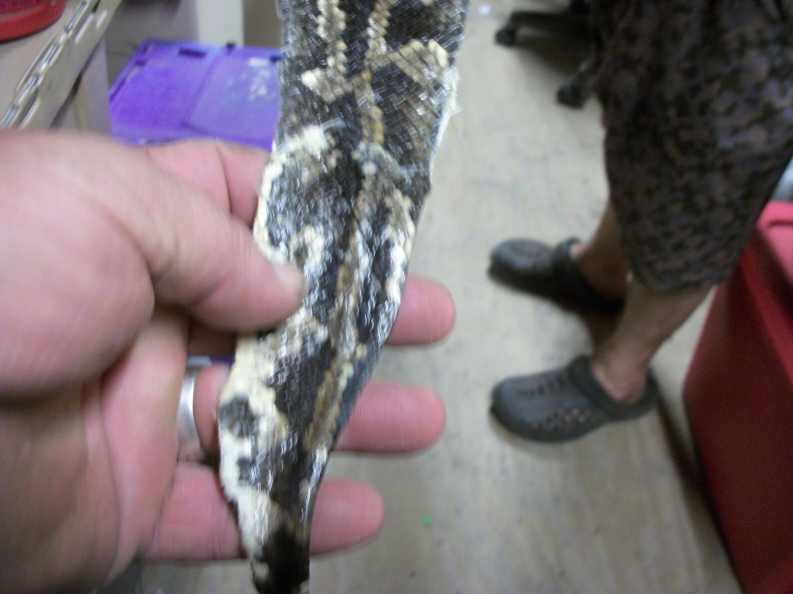 1 Real Python Tanned Snake Hide Skin Supply Craft | Etsy