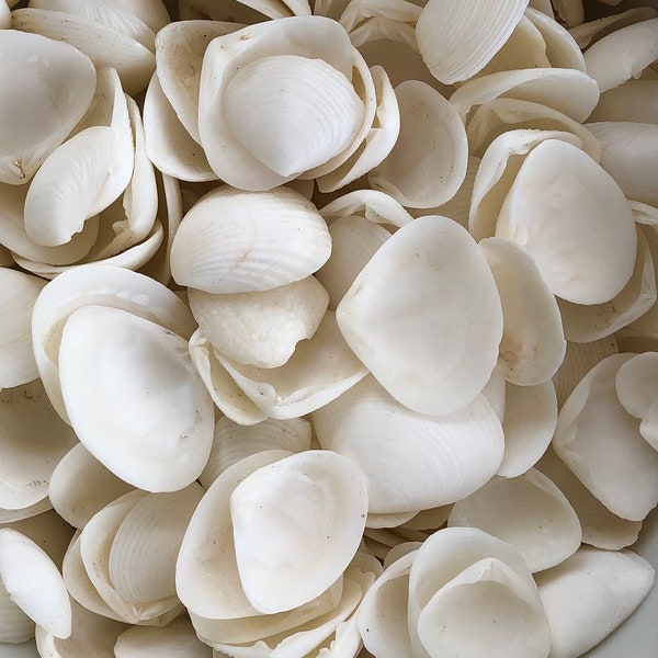 Shell Flowers - Etsy