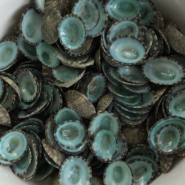 1/4, 1/2 or 1 Pound BULK - Blue Green LIMPET Seashells 1/4 - 1 inch DIY for Crafts, Sailors Valentine, Collages, Shell Flowers, Mosaics