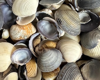 Cay Cay Seashells – Purple Blue & White | Bulk Craft or Display Shells