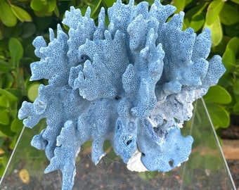 Very LARGE 7lbs+ Blue Coral Large One of Kind;  Show QUALITY -I Cut Base to Stand like Sculpture.