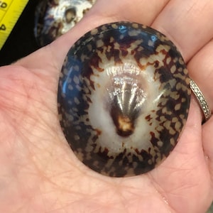 May include: A close-up of a brown and white seashell with a black and brown spotted pattern. The shell is smooth and glossy.