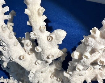 Rare Size Octopus Coral - Tubastraea Micrantha - 11" x 13" Tall