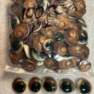 May include: A bag of 100 brown and white seashells with a green iridescent interior. The bag is labeled "100 pcs 1" and there are four loose seashells below the bag.