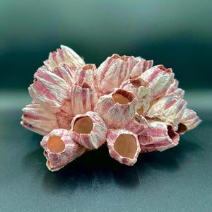 May include: A cluster of pink and white barnacles, a type of marine crustacean, with a textured, ridged surface. The barnacles are clustered together in a natural, organic shape.