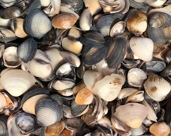 Choose Quantity 70/140 shell Coastal clam Purple Cay Cay Sea Shells 1-2cm Long 