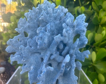 RARE Blue Coral 11 x 11 inches - 8 Pounds - One of a Kind - I cut bottom to sit up for Beautiful Display