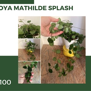 Hoya Mathilde Splash