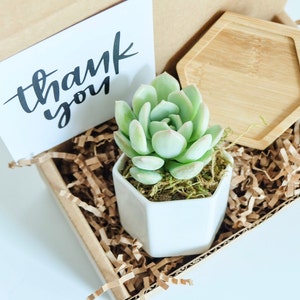 May include: A small succulent plant in a white hexagonal pot, with a thank you card and a wooden coaster in a brown cardboard box filled with brown shredded paper.