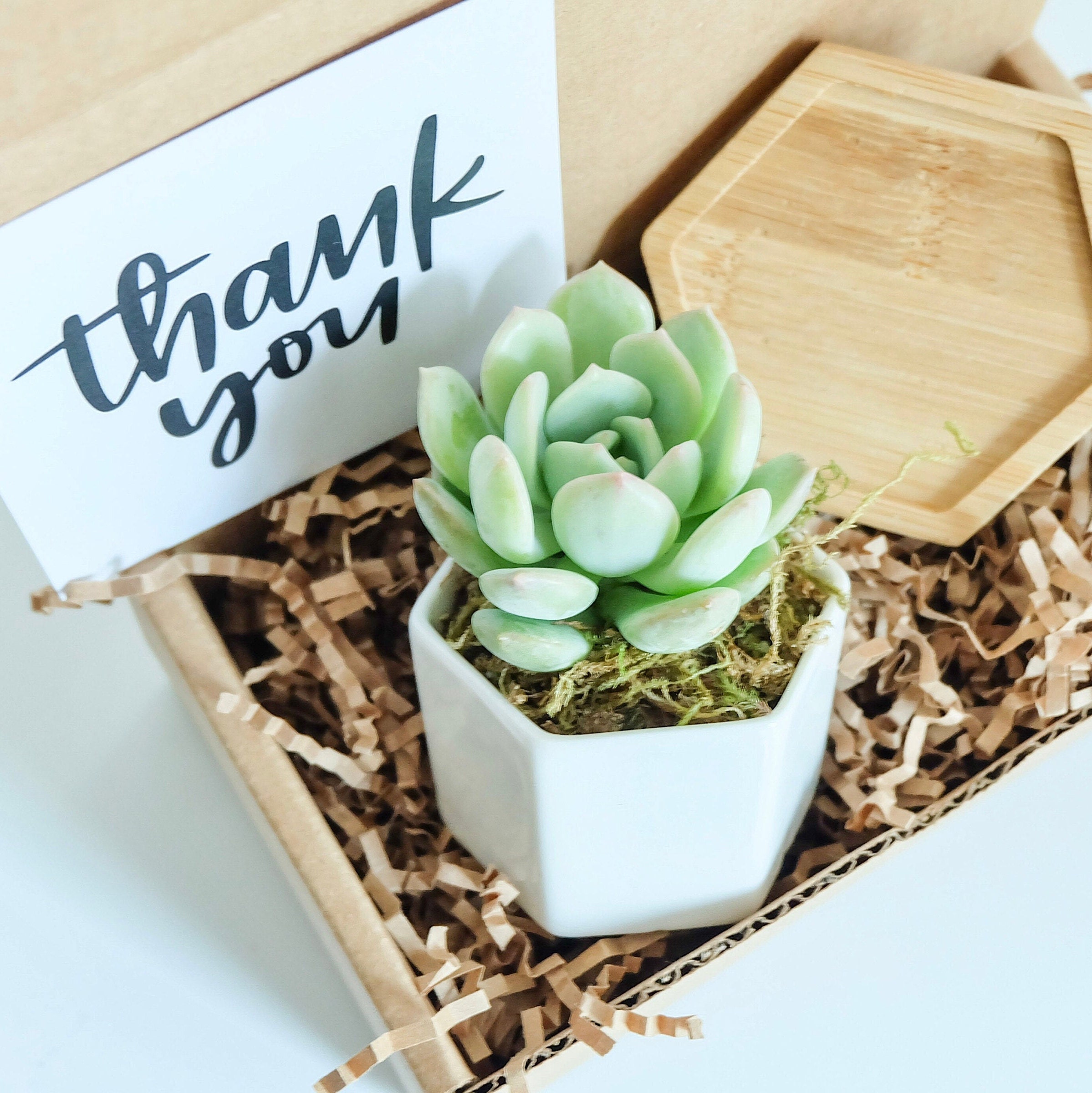 Thank You Gift Set With The Succulent Succulent Gift Box Etsy Singapore