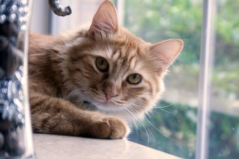 Ginger