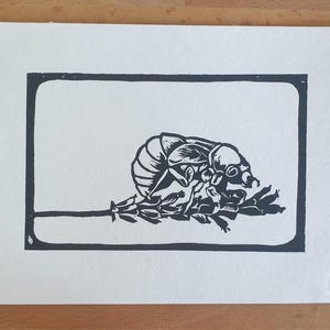 Mue d'une cigale en linogravure