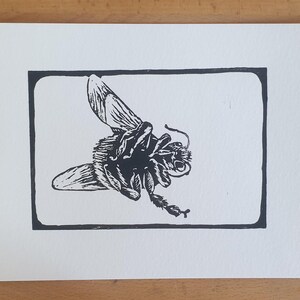 Grosse mouche en linogravure