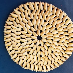 Round 9&quot; Seashell Trivet