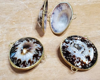 Limpet Seashell Coin Purse