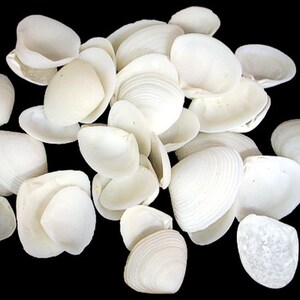 Cay Cay Seashell Flower Bouquet - Etsy