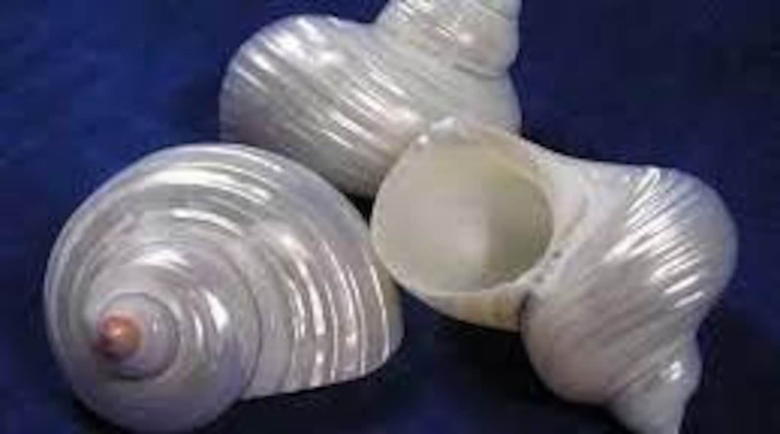 Silver Turbo Seashell Pill Box - Etsy