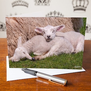 Tarjeta de felicitación de corderitos durmiendo - Foto de un corderito tierno - Tarjeta de felicitación en blanco - Cumpleaños - Agradecimiento - Regalo de animales de granja - Tarjeta para amantes de las ovejas