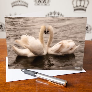 Cartão de Saudações de Cisnes – Cartão de Vida Selvagem – Os Cisnes Amantes – Cartão de Saudações em Branco – Cartão de Aniversário – Presentes de Cisnes – Cartão da Natureza