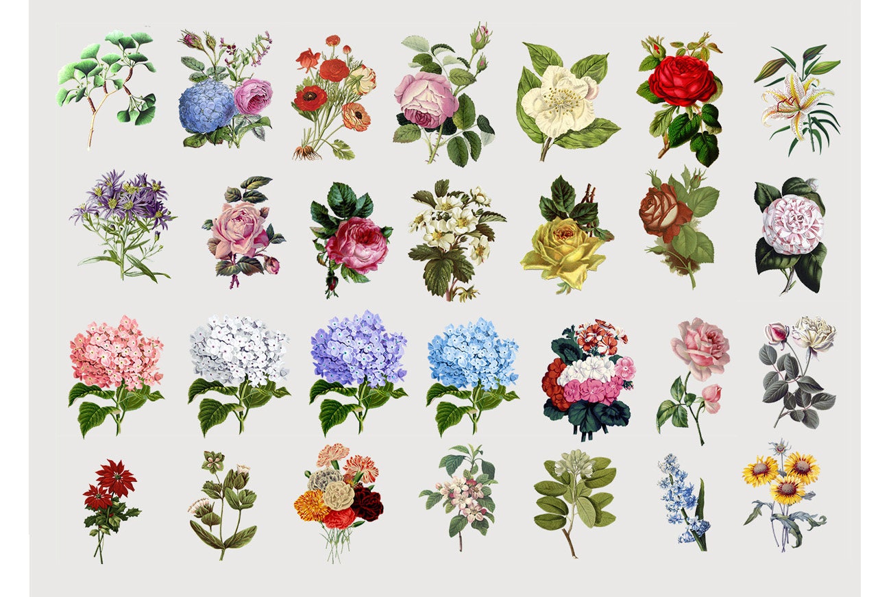 Botanical PNG Vintage Flower Clipart antique floral | Etsy