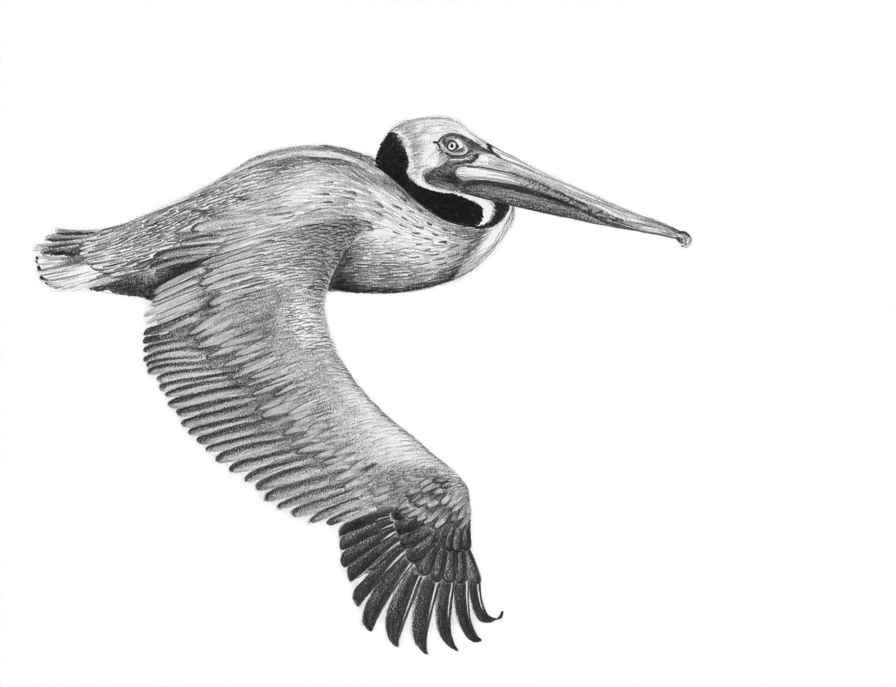 How to Draw a Pelican VIDEO  StepbyStep Pictures