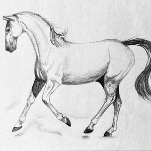 Warmblood Horse Original Graphite Drawing