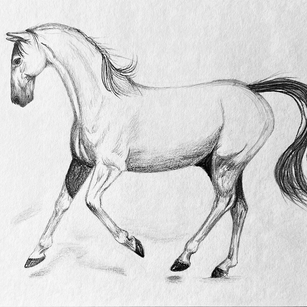 Warmblood Horse Original Graphite Drawing