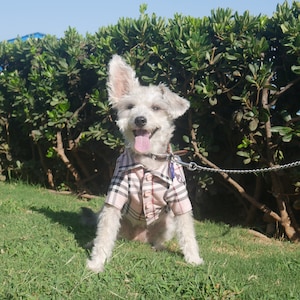 Ropa de perro gucci new arrivals