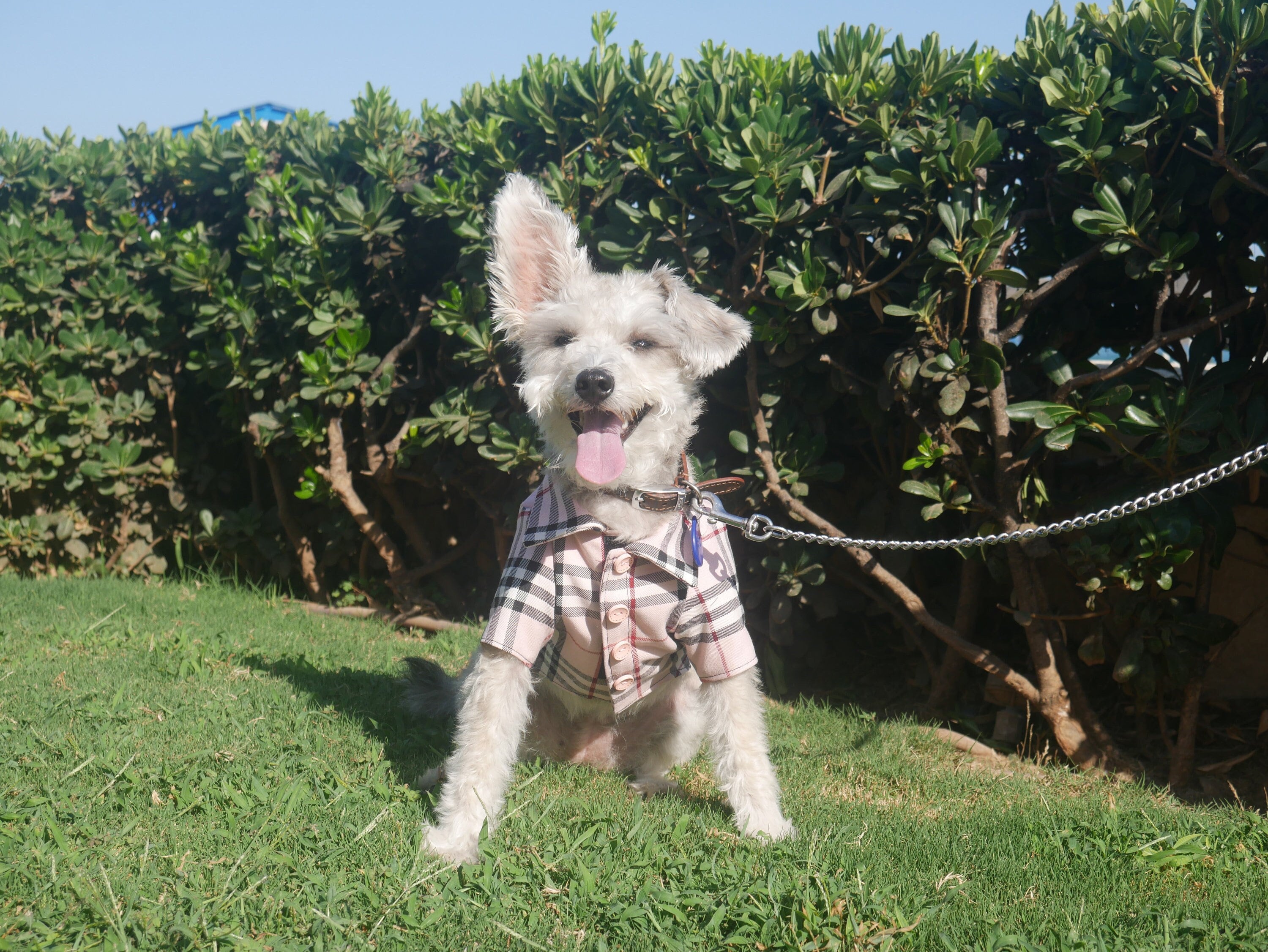 Burberry Dogs - Etsy Burberry Dogs - Etsy