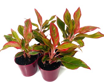 Aglaonema Tricolor Etsy
