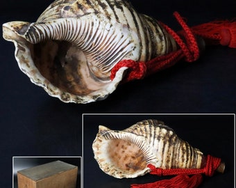 Japanese Horagai Conch Shell Trumpet Buddhist Monk or Samurai Horn L.13.4in/34cm