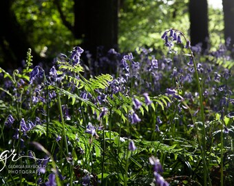 Ferns in the Bluebell Wood | Limited Edition Print | Lizard Peninsula | Cornwall |