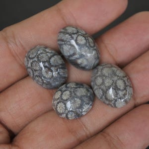 May include: Four oval-shaped, grey and white fossilized coral cabochons. The cabochons have a unique, swirling pattern.