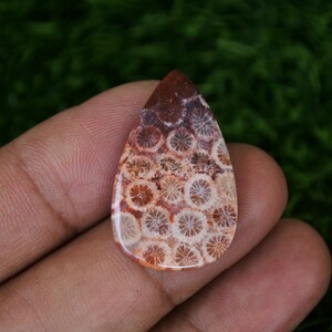 May include: A teardrop-shaped pendant made of fossilised coral. The coral is a light brown colour with white and red markings. The pendant is approximately 5 cm long.