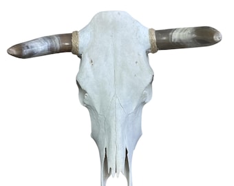 Cráneo de vaca auténtico, arte del suroeste, hecho a mano, decoración de pared, cuernos pulidos, 48 x 55 cm (2 piezas)