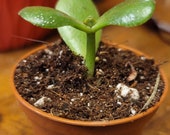 Jade plant