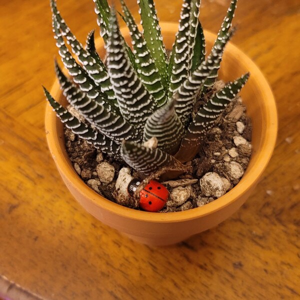 Mature zebra haworthia