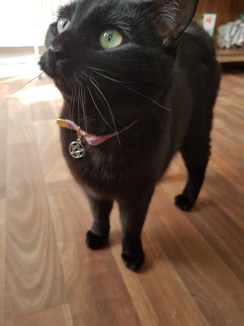 triquetra cat collar