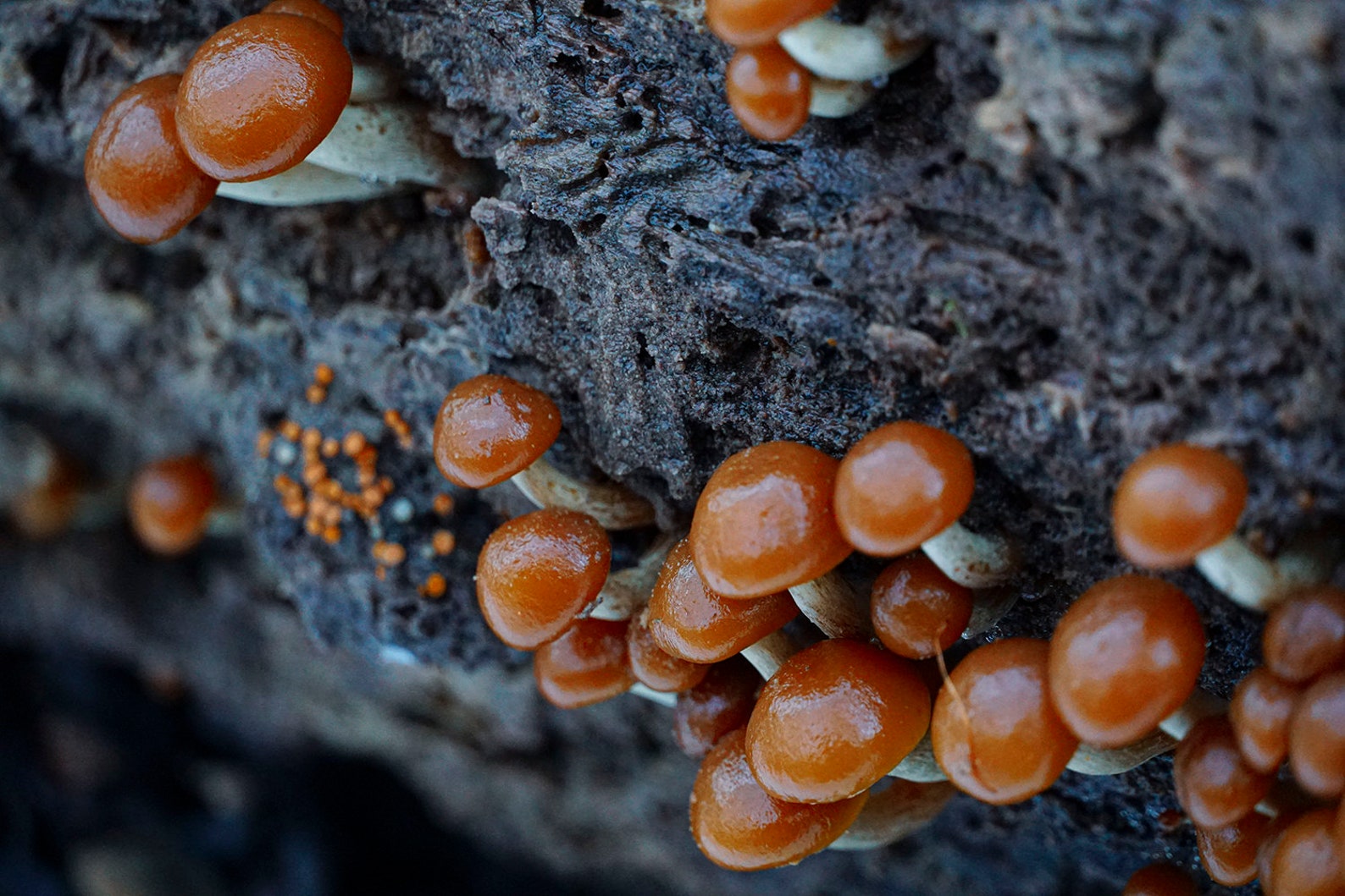 Calendrier des champignons ETYMOLOGY 2021 | Etsy Calendrier des champignons ETYMOLOGY 2021 | Etsy