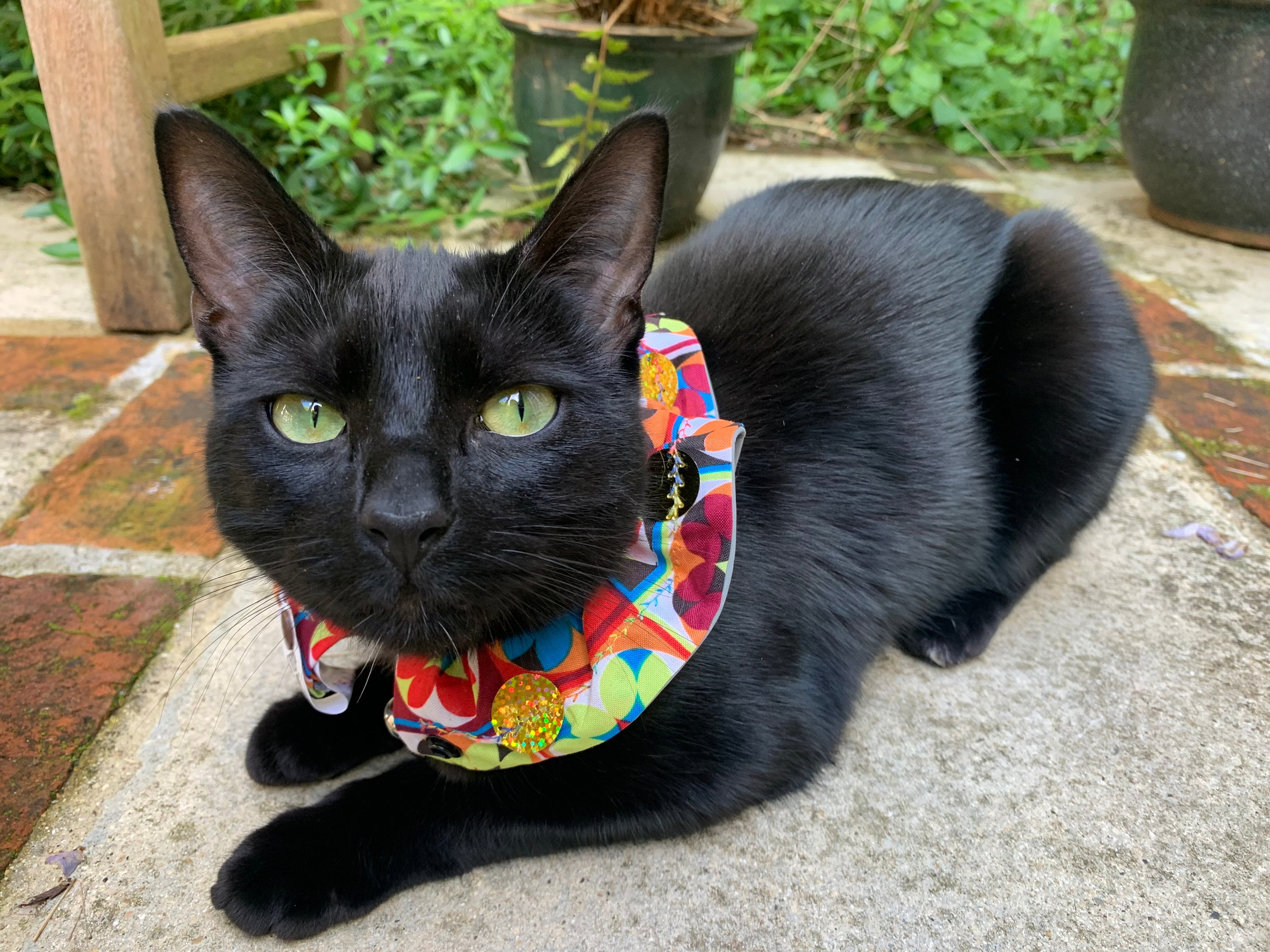 Stop Cat Bird Protecting Cat Collar Uvr Reflectors Night Etsy UK