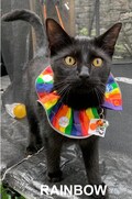 Stop Cat Bird Saver safety Cat collar  UVr Reflectors  night Reflecting Trim Trackable  Reg.Design # - 6084012 product logo