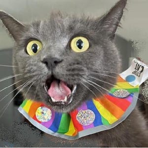 StoP CAT Bird Saver Collar Replacement Cover: UVR Reflective, Trackable