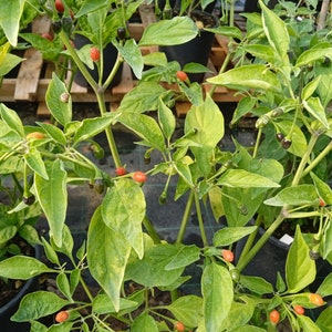 10+ Seeds/Seeds Wild Pepper galapagoense long