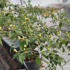 10+ Samen Gelber Punkt