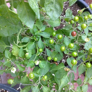 10+ Samen/Samen Pfeffer Chiltepin Cappuccino