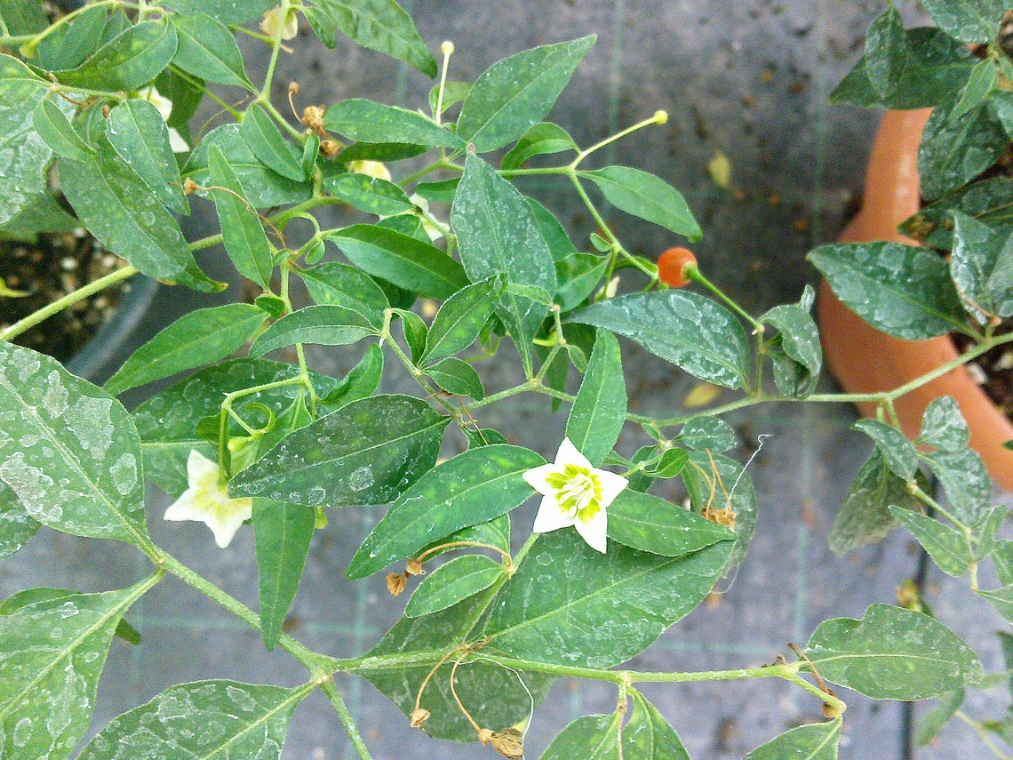 7 Seeds Pepper Capsicum Flexuosum Etsy