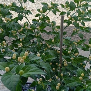 7+ Seeds/Seeds Pepper Olho De Peixe White